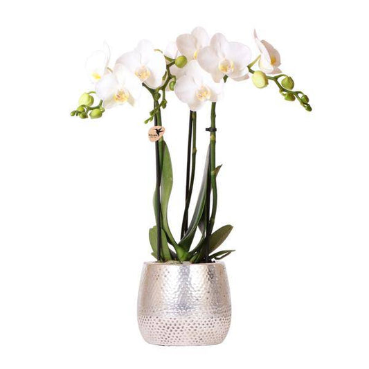 Phalaenopsis Orchidee Amabilis Weiß – inkl. Elite Keramiktopf Silber – Zimmerpflanze ca. 35cm – Edle Orchidee mit 2–3 Blütenstielen – Dekopflanze für Wohnzimmer, Esszimmer & Büro 