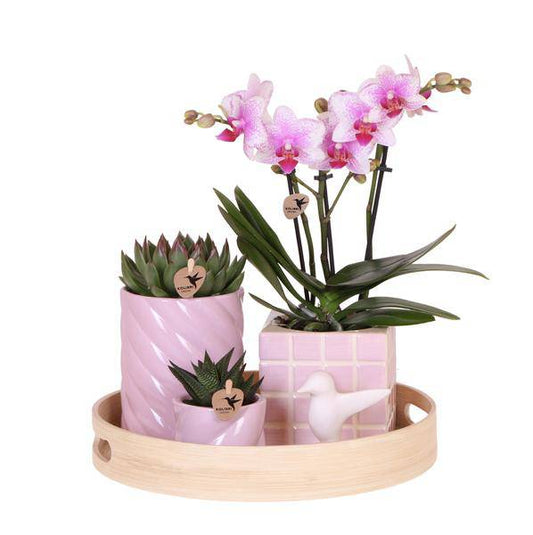 Rosa Phalaenopsis Orchidee und Sukkulenten inkl. Keramischen Ziertöpfen - Zimmerpflanze - Pflanzenset