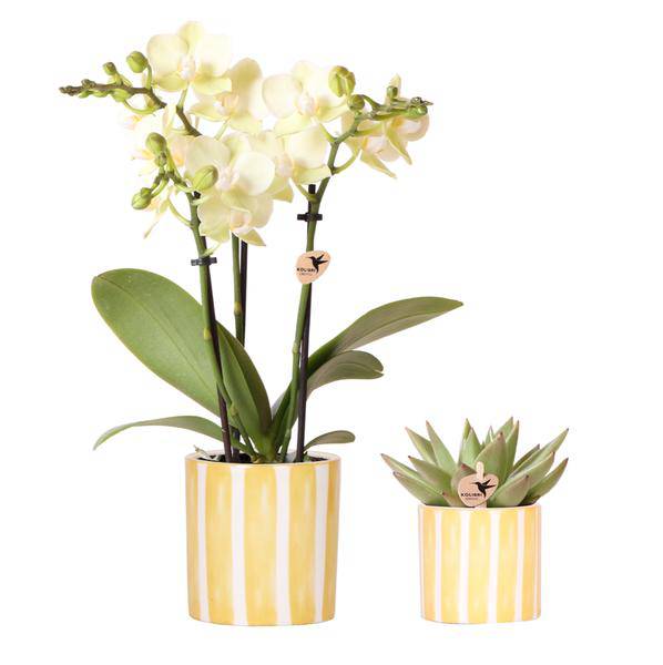 Orchidee Mexico Gelb und Sukkulente im Painted Stripe Ziertopf Gelb Ø9cm & Ø6cm – Pflanzenset – Zimmerpflanzen im modernen Design – Mediterrane Trendkollektion 