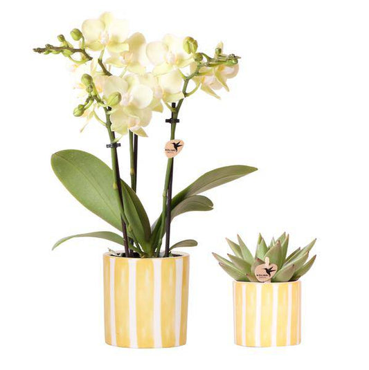 Orchidee Mexico Gelb und Sukkulente im Painted Stripe Ziertopf Ø9cm & Ø6cm - Zimmerpflanze - Pflanzenset
