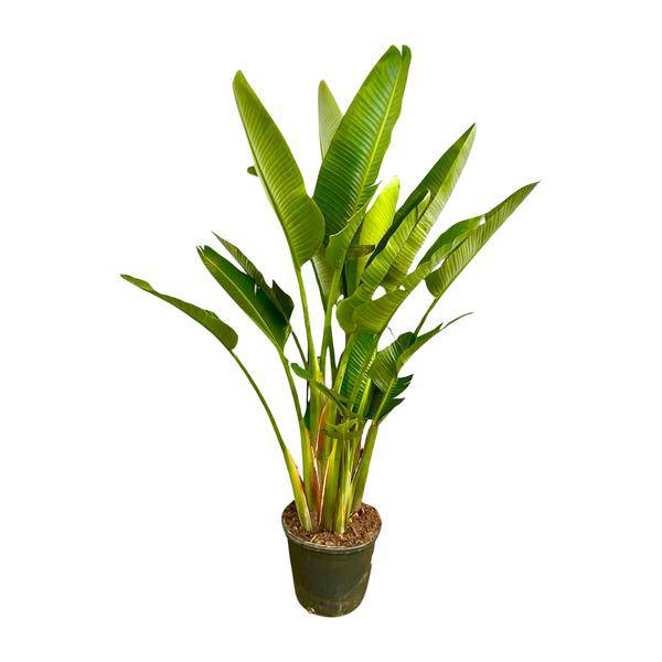 Baum-Strelitzie - Strelitzia Augusta mehrstämmig XXL - 225cm - ø40cm