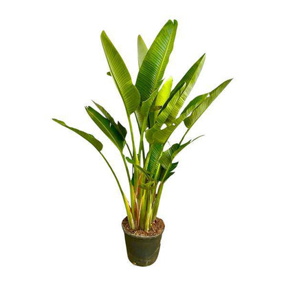 Baum-Strelitzie - Strelitzia Augusta mehrstämmig XXL - 225cm - ø40cm