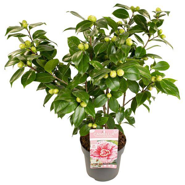 Kamelie - Camellia japonica Bonomiana - Ø19 - ↨65cm 