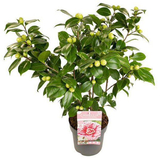 Kamelie - Camellia japonica Bonomiana - Ø19 - ↨65cm