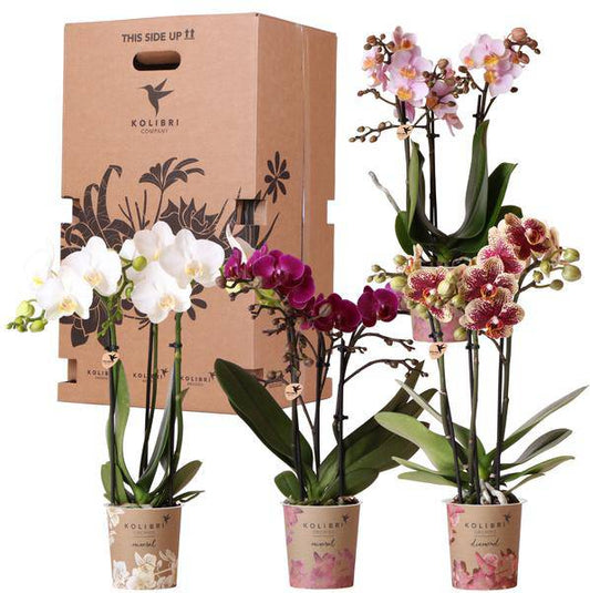 Überraschungsbox mit 4 verschiedenen Orchideen 