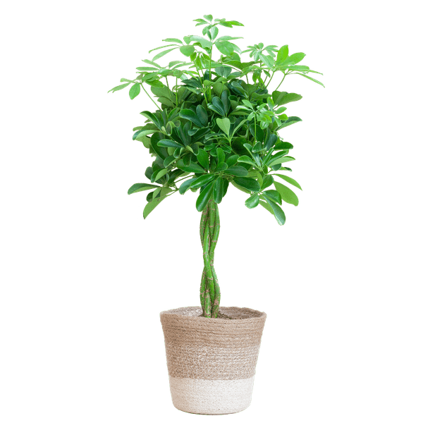 Schefflera Arb Nora - Strahlenaralie - Zimmerpflanze - ↕70cm - Ø21cm + Korb Lissabon Weiß