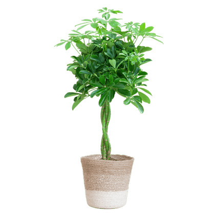 Schefflera Arb Nora - Strahlenaralie - Zimmerpflanze - ↕70cm - Ø21cm + Korb Lissabon Weiß