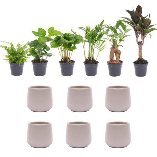 Mini Pflanzen Set 6 - Inklusive 6x Topf Joey grau matt - Oasis of Life