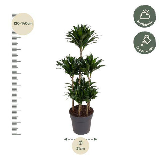 Drachenbaum – Dracaena Compacta Karussell 130cm – Ø31cm – Zimmerpflanze mit dunkelgrünen glänzenden Blättern – Robuste pflegeleichte Grünpflanze für Wohnzimmer, Büro & Wintergarten 