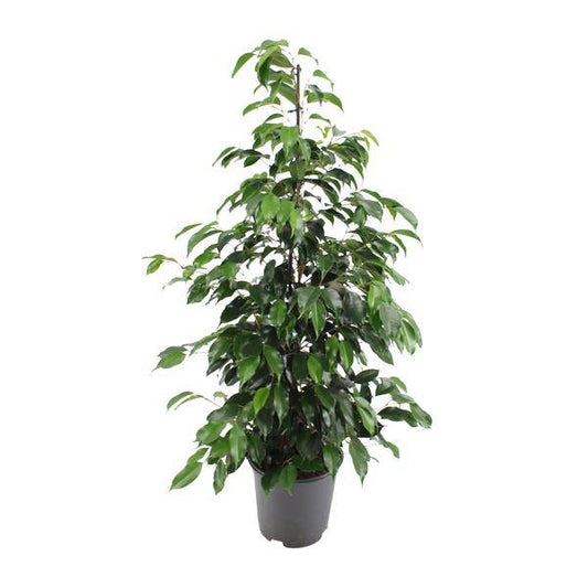 Birkenfeige - Ficus benjamina Danielle - Zimmerpflanze - Ø21cm - ↕95cm 