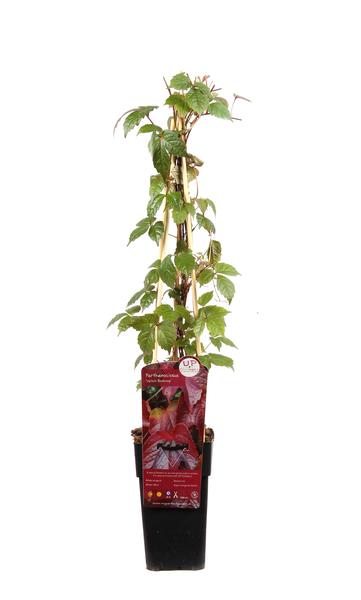 Dreilappige Jungfernrebe - Parthenocissus tricuspidata 'Veitch Boskoop' - Ø15cm - ↕65cm