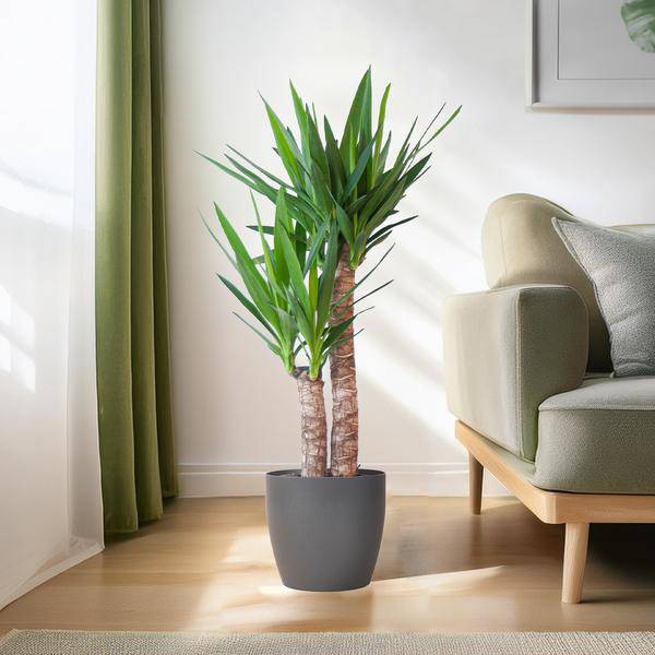 Yucca Elephantipes – Riesen-Palmlilie – Zimmerpflanze – ca. 90cm hoch – Ø21cm – In Übertopf Viber Schwarz – Pflegeleicht & nachhaltig 