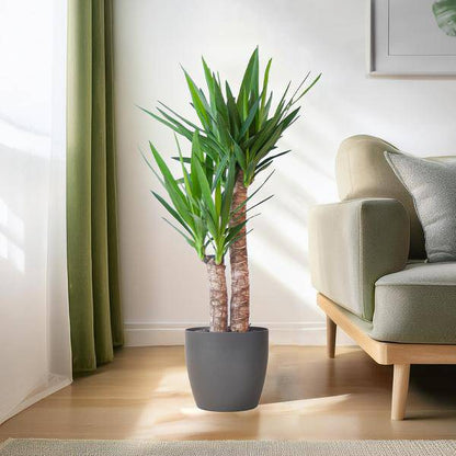 Yucca Elephantipes – Riesen-Palmlilie – Zimmerpflanze – ca. 90cm hoch – Ø21cm – In Übertopf Viber Schwarz – Pflegeleicht & nachhaltig 