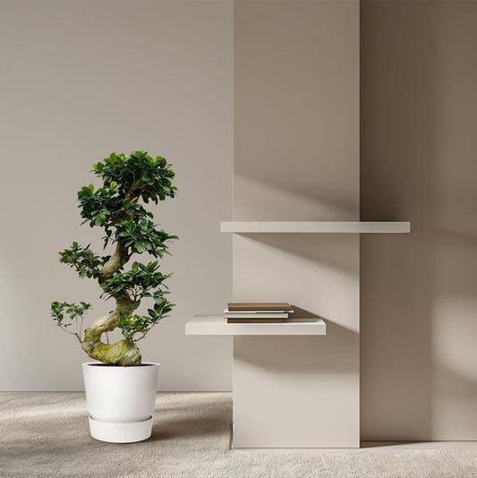 Chinesische Feige – Ficus Microcarpa Ginseng – Zimmerbonsai ca. 80–110cm hoch – Ø23cm – Bonsai-Baum für Wohnzimmer, Büro & Wintergarten 