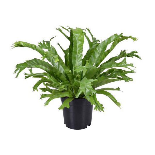 Nestfarn - Asplenium Nidus Crissie - Zimmerpflanze - Ø17cm - ↕40cm 
