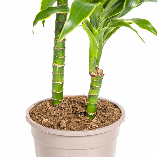 Dracaena Deremensis Dorado - Drachenbaum - Zimmerpflanze - Ø19cm - ↕70-90cm 