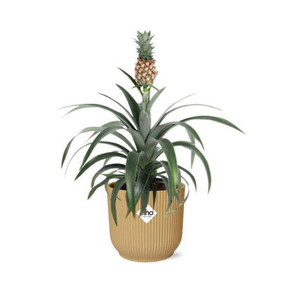 Ananaspflanze - Ananas Mi Amigo - Zimmerpflanze + Topf Vibes Fold 14cm Gelb
