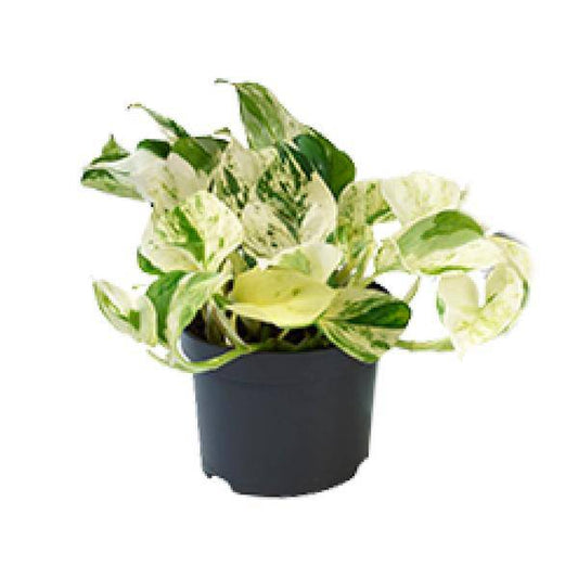 Epipremnum Happy Leaf - Scindapsus - Ø12cm - ↕15cm - Oasis of Life