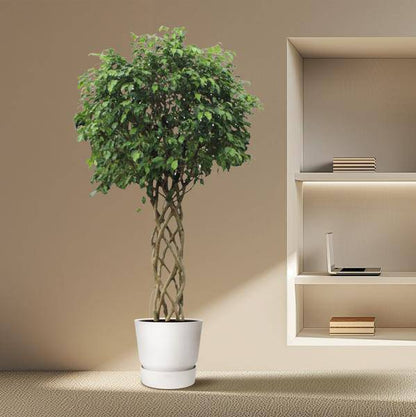 Birken-Feige - Ficus Benjamina Exotica - Zimmerpflanze - 250cm - ø55cm