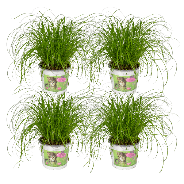 Katzengras - Cyperus Alternifolius - Zimmerpflanze - Ø12cm - ↕20cm - 4 Stück