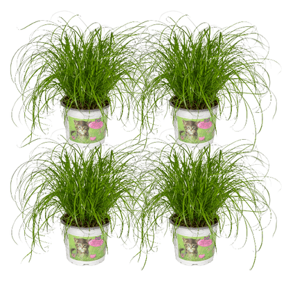 Katzengras - Cyperus Alternifolius - Zimmerpflanze - Ø12cm - ↕20cm - 4 Stück