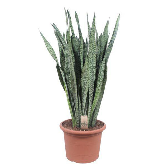Ceylon-Bogenhanf – Sansevieria Zeylenica – Zimmerpflanze 110cm – Ø35cm – Pflegeleichte Grünpflanze für Wohnzimmer, Büro & Schlafzimmer – Luftreinigende Pflanze 