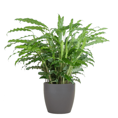 Calathea Rufibarba - Korbmarante - Zimmerpflanze - ↕55cm - Ø17cm + Topf Viber Grau
