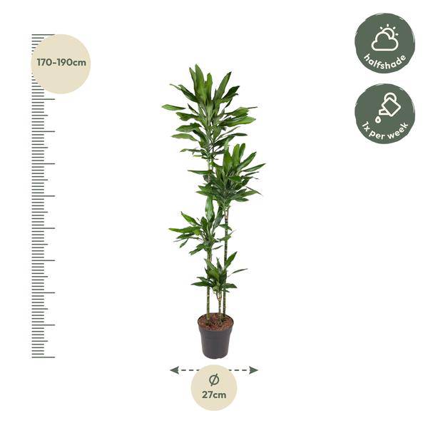 Drachenbaum – Dracaena Janet Lind 180cm – Ø27cm – Zimmerpflanze mit großen, dunkelgrünen Blättern – Pflegeleichte Grünpflanze für Wohnzimmer, Büro & Wintergarten 