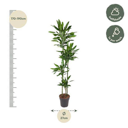 Drachenbaum – Dracaena Janet Lind 180cm – Ø27cm – Zimmerpflanze mit großen, dunkelgrünen Blättern – Pflegeleichte Grünpflanze für Wohnzimmer, Büro & Wintergarten 