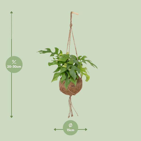 Kokodama Monstera Minima - Lochpflanze - Ø15cm - ↕25cm - Oasis of Life