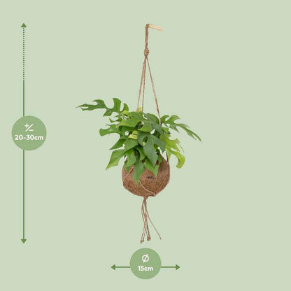 Kokodama Monstera Minima - Lochpflanze - Ø15cm - ↕25cm - Oasis of Life