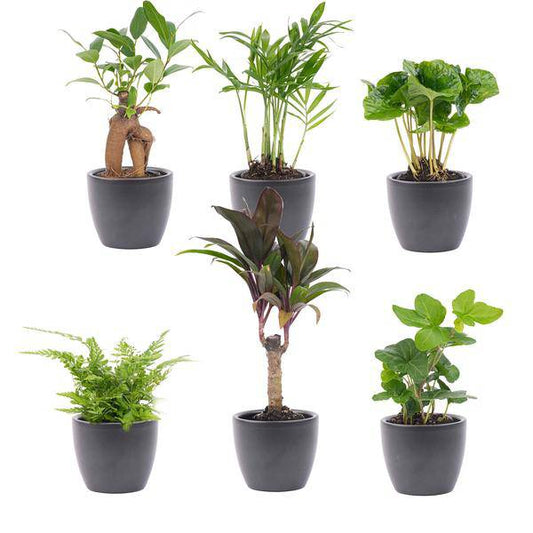 Mini Pflanzen Set 6 - Inklusive 6x Topf Boule Anthrazit - Oasis of Life
