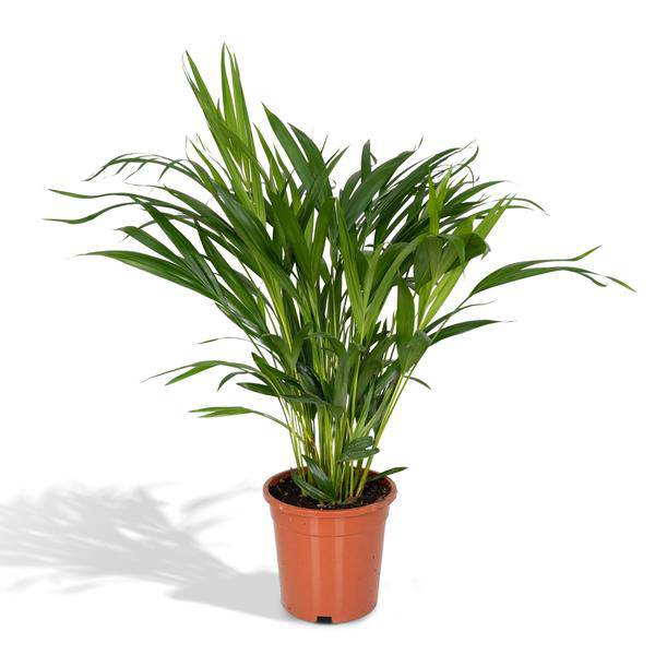 Dypsis Lutescens - Areca - Ø17cm - ↕60cm - Oasis of Life