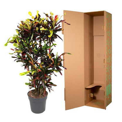 Wunderstrauch  - Codiaeum Mammi - Zimmerpflanze - 120cm - ø31cm