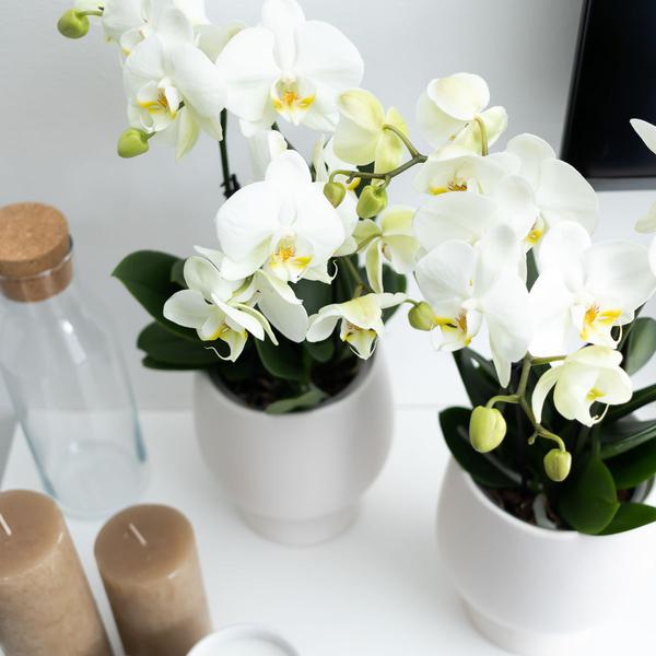 Kolibri Orchids | Weiße Phalaenopsis Orchidee Topfgröße - Juwel Gent - Topfgröße Ø12cm | blühende Zimmerpflanze - frisch vom Züchter - Oasis of Life
