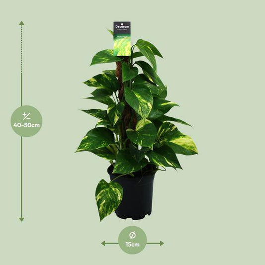 Efeutute - Scindapsus Epipremnum - Zimmerpflanze - Ø15cm - ↕50cm 