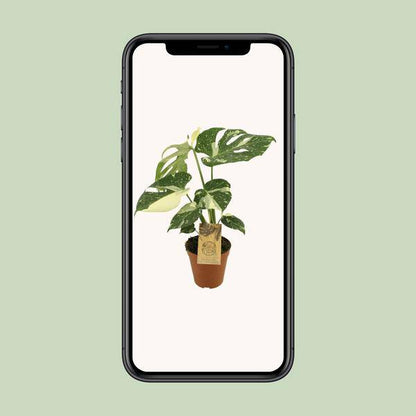 Fensterblatt - Monstera deliciosa 'Thai Constellation' - Zimmerpflanze - Ø15cm - ↕50cm