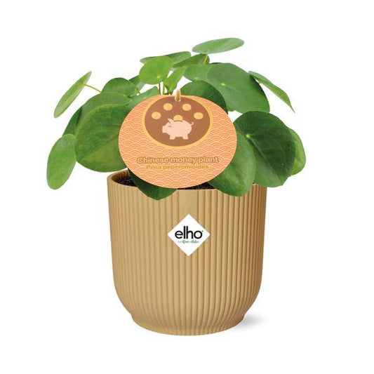 Chinesischer Geldbaum - Pilea Peperomioides - Zimmerpflanze - 12cm + Topf Vibes Fold 14cm Gelb
