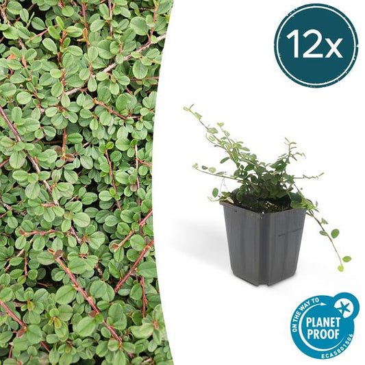Cotoneaster prostratus 'Königin der Teppiche' – Teppichmispel – Ø9cm – ↕10-25cm – 12 Pflanzen – Winterharter Bodendecker mit Blüten & Beeren