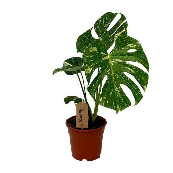Köstliches Fensterblatt - Monstera Deliciosa - Zimmerpflanze - Ø17cm - ↕50cm
