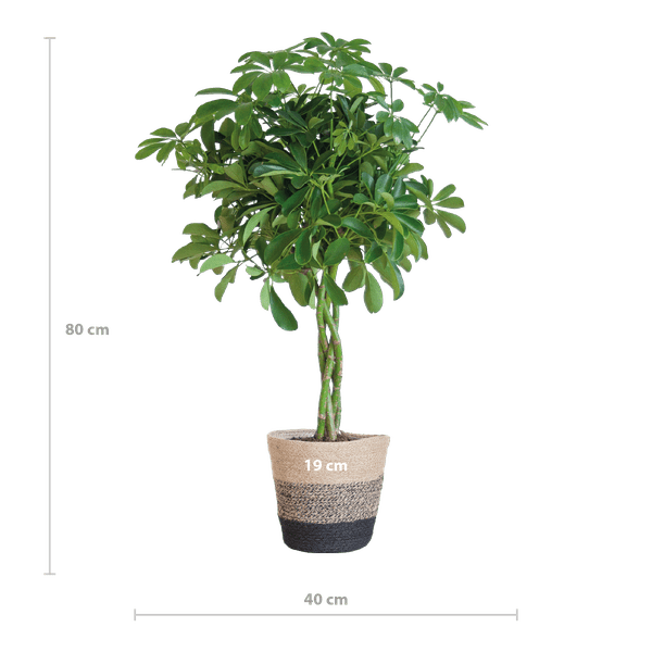 Schefflera Arb Nora – Birkenfeige – Zimmerpflanze + Korb Lissabon Schwarz – ↕70cm – Ø21cm – Handförmige Blätter – Kletterpflanze für Innenräume – Pflegeleicht & dekorativ 