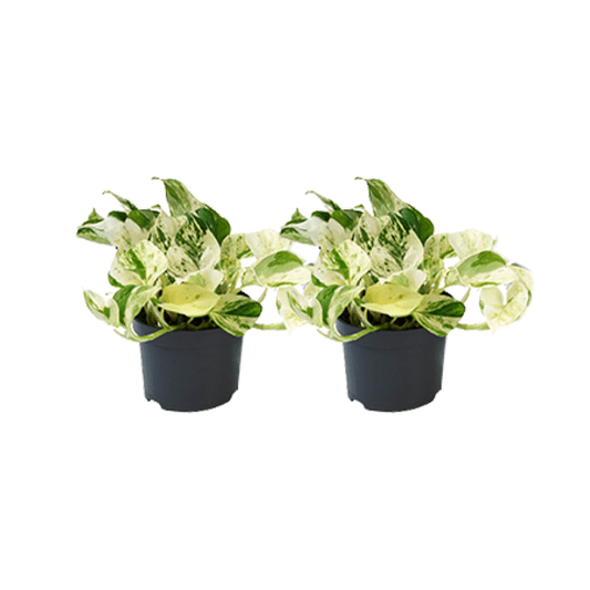 Epipremnum Happy Leaf – Efeutute – 2 Pflanzen – Ø12cm – Zimmerpflanzen mit hängendem Wuchs – Grünpflanzen mit dekorativen Blättern – Pflegeleichte Rankpflanzen für Wohnzimmer & Büro 