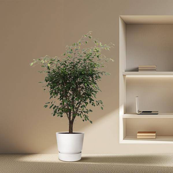 Bikenfeige - Ficus Benjamina Exotica - Zimmerpflanze - 150cm - ø40cm