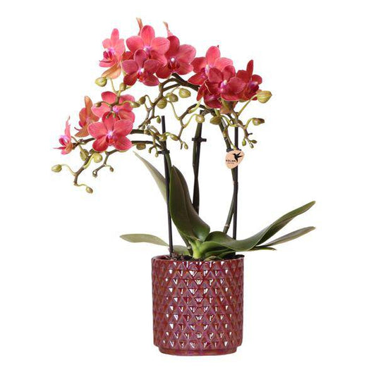 Phalaenopsis Orchidee ‘Congo’ Rot – Zimmerpflanze mit 2–3 Blütenstielen – Im Diamond Pearl Ziertopf Rot Ø9cm – Multiflora-Orchidee für modernes Interieur 