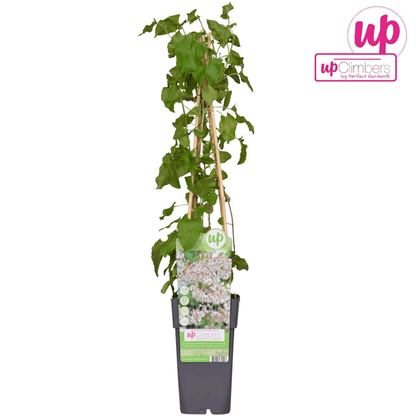 Schlingknöterich - Fallopia baldschuanica - Brautschleier - Ø15cm - ↕65cm