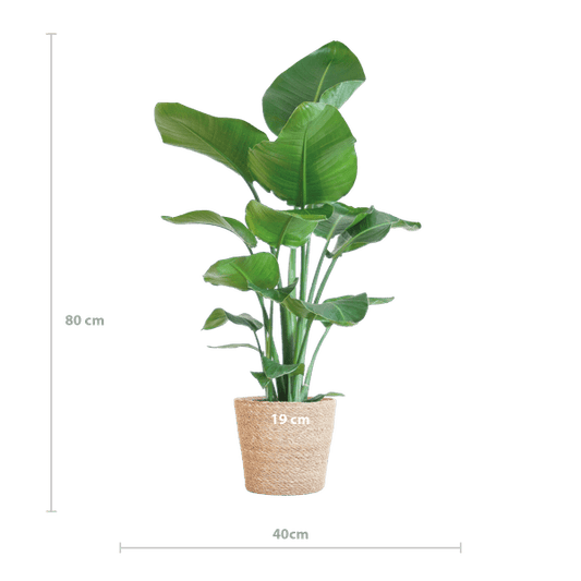 Strelitzia Nicolai – Paradiesvogelpflanze – Zimmerpflanze – 80 cm hoch – Ø21 cm – inkl. Korb Sofia Natur – dekorativ, pflegeleicht, tropisches Flair 