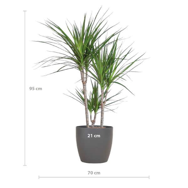 Dracaena Marginata mit Viber-Topf grau - 95 cm - Ø21 - Oasis of Life