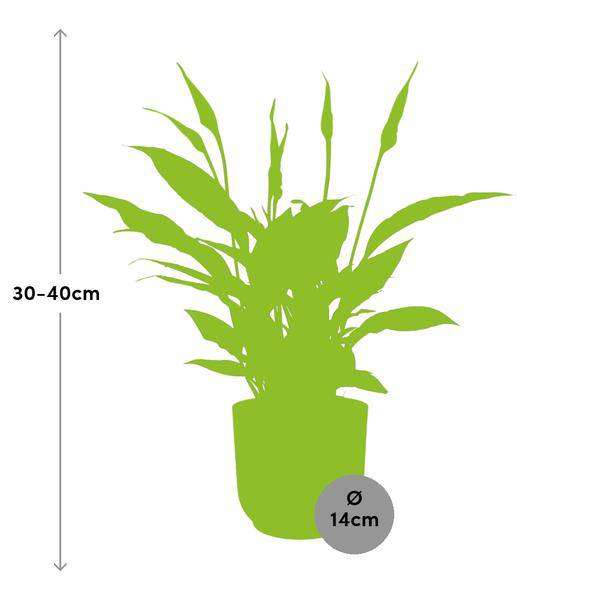 Einblatt - Spathiphyllum Torelli - Zimmerpflanze - 12cm + Topf Vibes Fold 14cm Gelb