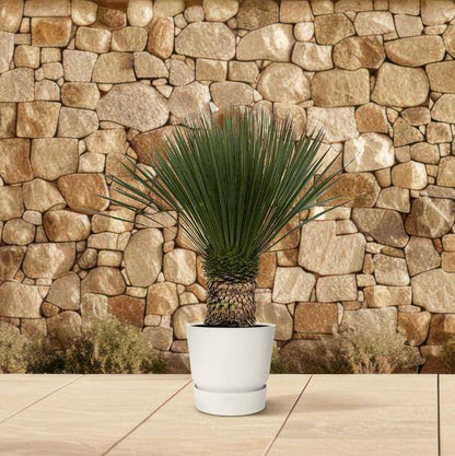 Palmlilie - Yucca Rostrata - Zimmerpflanze - 100 cm - ø38cm
