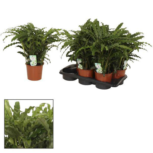 Korbmarante Calathea Bluegrass – Zimmerpflanze – Ø17 cm – Ca. 65 cm hoch – Luxuriöses Laub mit violett-grünem Farbkontrast – Pflegeleichte Pflanze für indirektes Licht